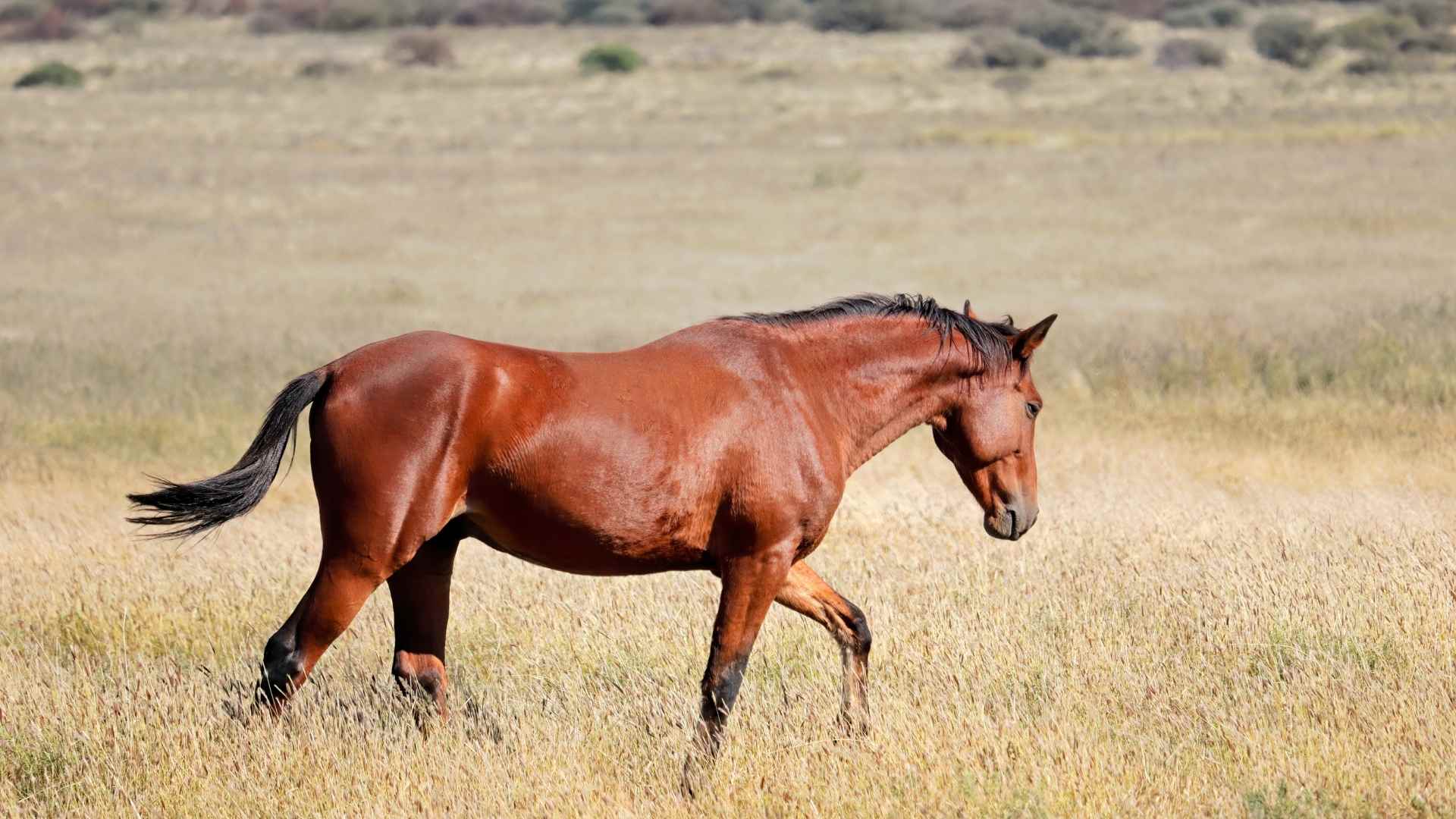 frequently asked questions about Colorado Ranch Life