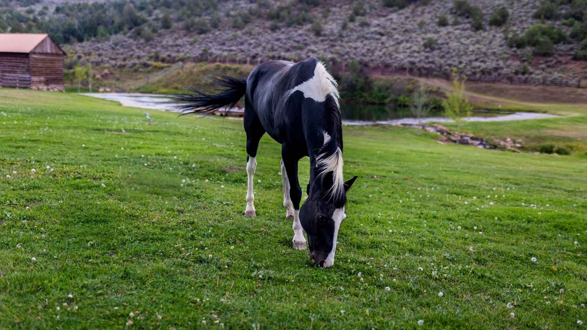 Guests enjoying authentic ranch life Colorado