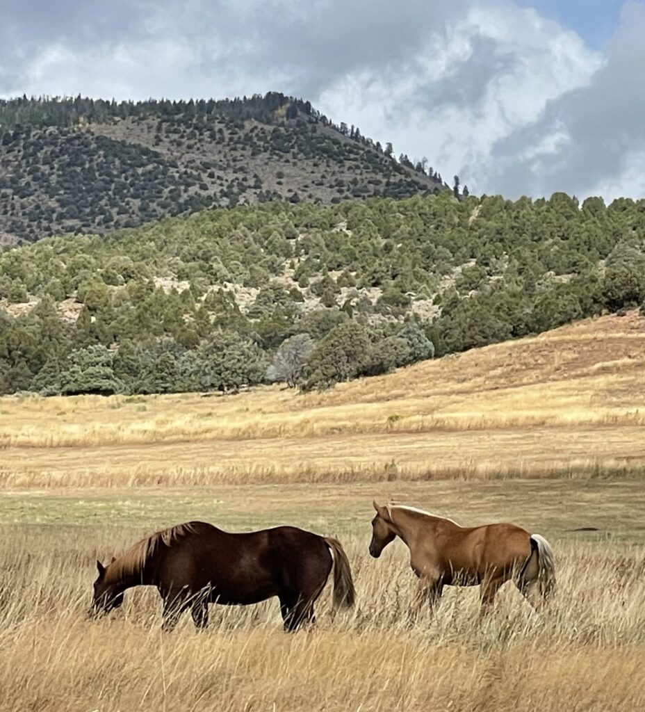 Horseback riding in Colorado mountains