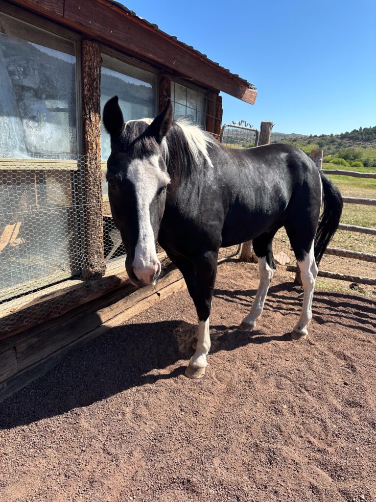 colorado horseback rides with no crowds